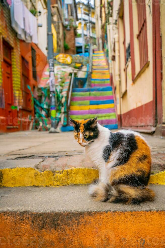 gato a vistoso pasos en el la unesco mundo patrimonio ciudad de valparaiso en Chile foto