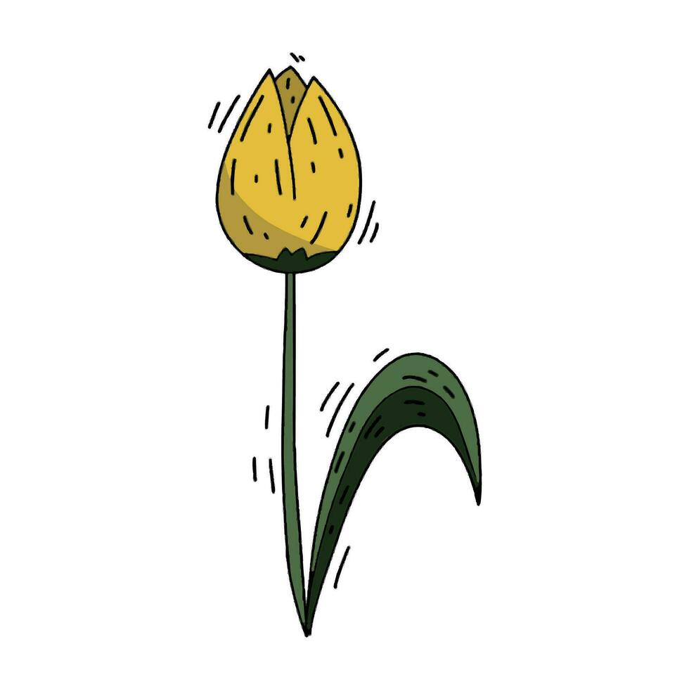 Yellow flower on a white background - a doodle style tulip vector