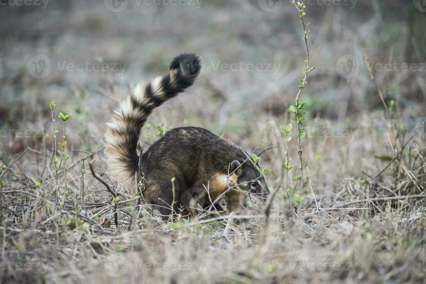 South American Coati,looking for insects,Pantanal,Brasil photo