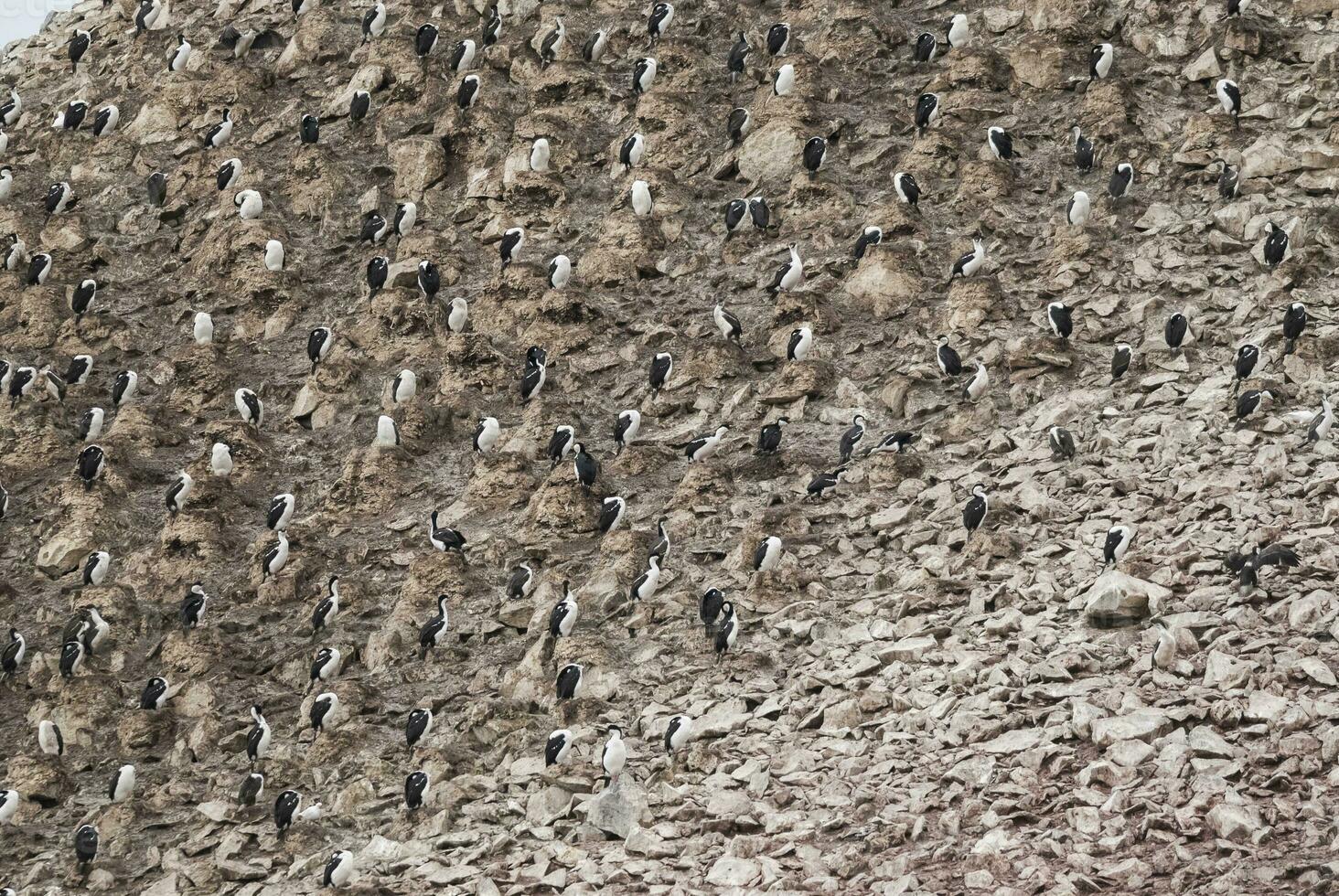 Imperial Cormorant,Leucocarbo atriceps o Phalacrocorax atriceps, breeding colony, Paulet Island, Antarica photo
