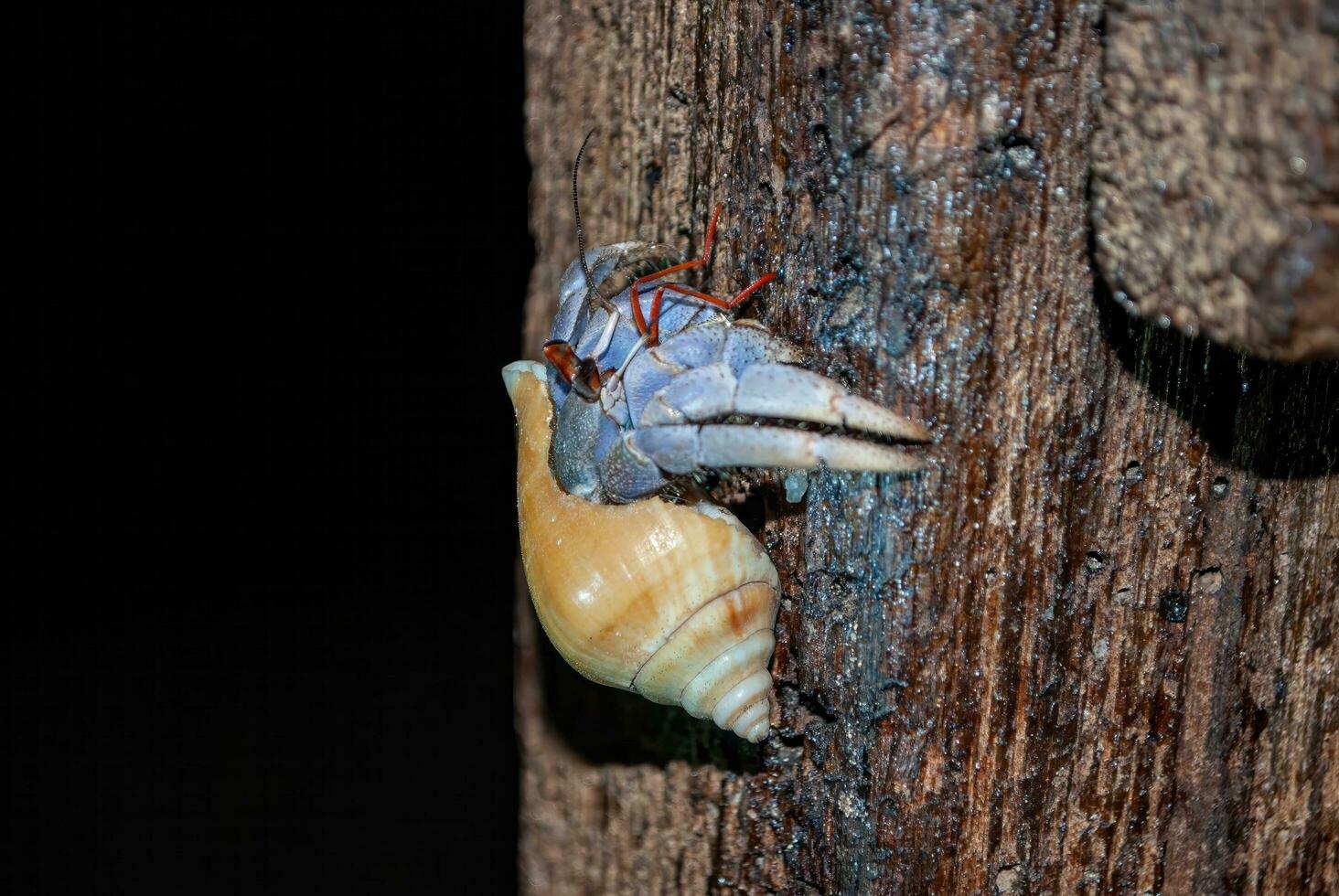 coconut crab, land hermit crab there is a shell behind its back, purple body, climbing the timber at night photo