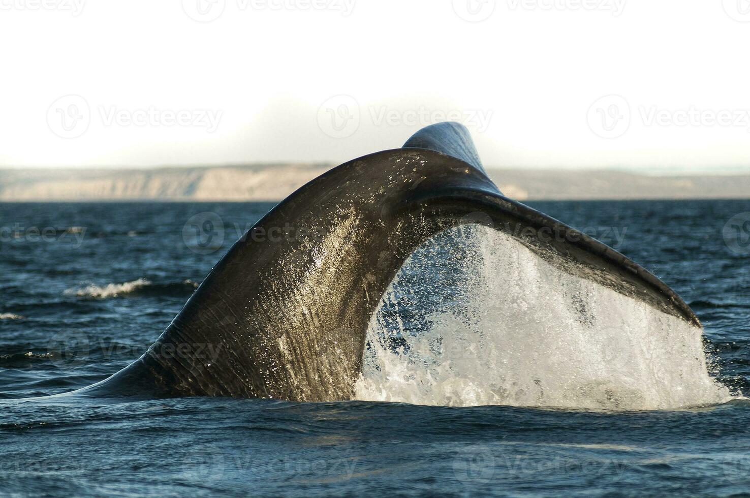 Sohutern right whale  lobtailing, endangered species, Patagonia,Argentina photo