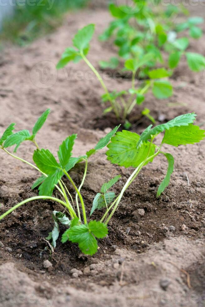 fresa plántulas son plantado en el jardín en el primavera, jardín herramientas son un cucharón y un rastrillo. Respetuoso del medio ambiente baya crecido por un granjero en el verano en el aldea, cosecha foto