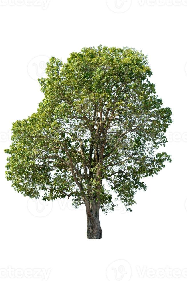 Trees, collection isolated on white background. photo