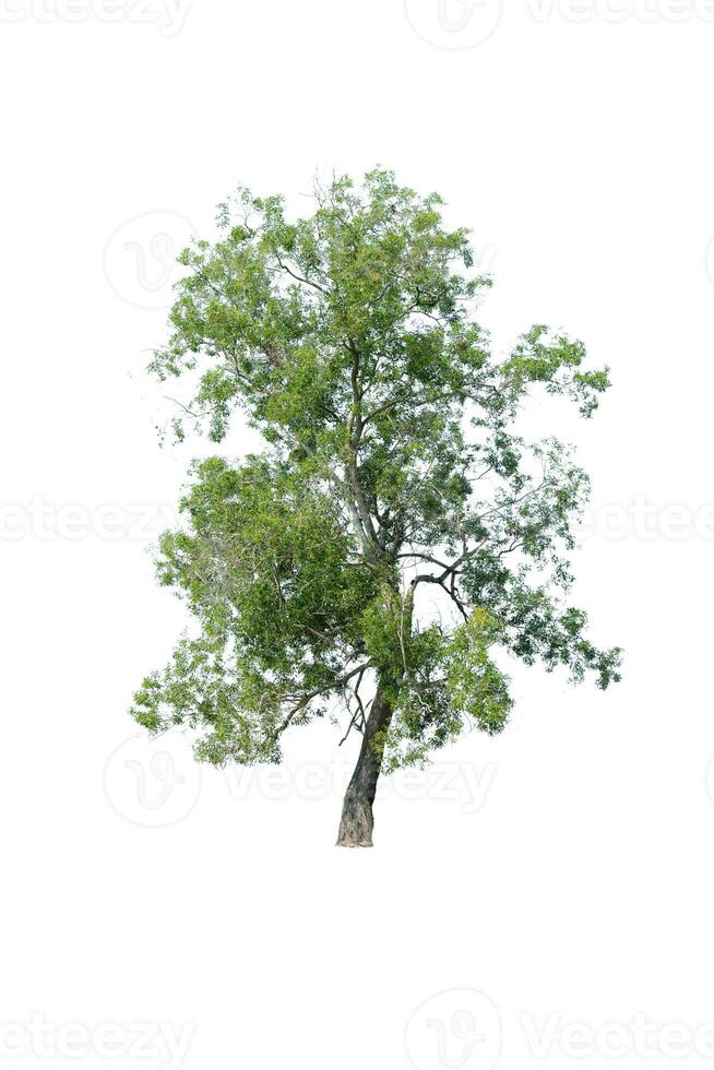 Trees, collection isolated on white background. photo