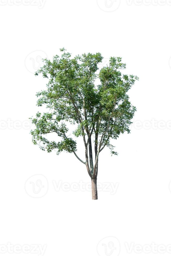 Trees, collection isolated on white background. photo