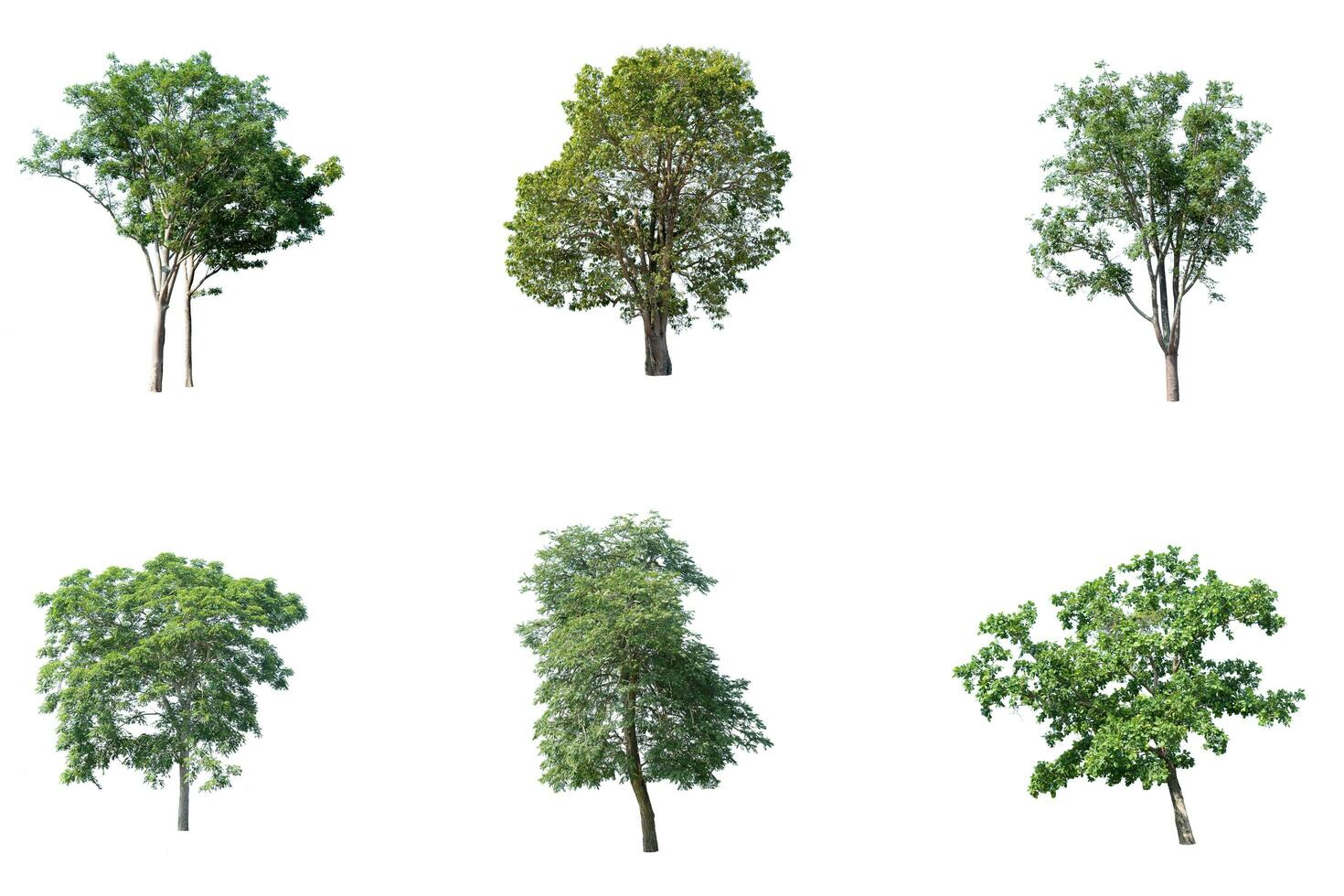 Trees, collection isolated on white background. photo