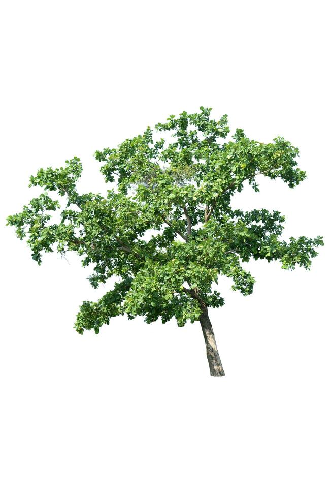 Trees, collection isolated on white background. photo