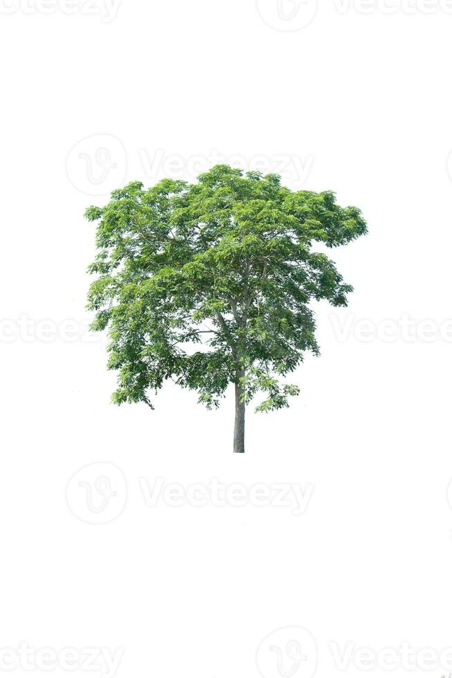 Trees, collection isolated on white background. photo