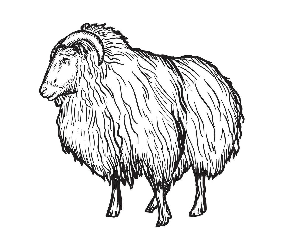 oveja dibujos animados mano dibujado bosquejo Doméstico ganado vector ilustración