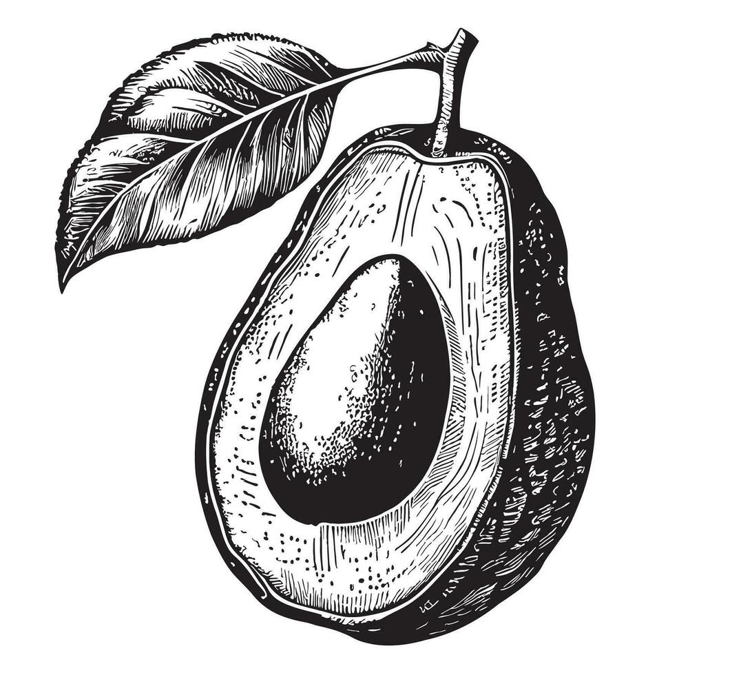 Half avocado retro hand drawn sketch Vegetables and fruits Vector illustration