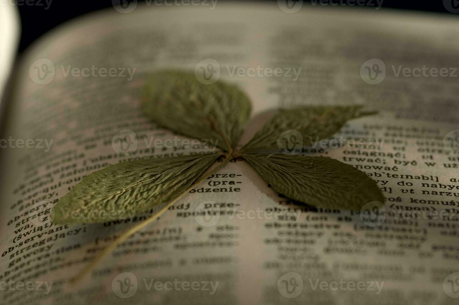 verde seco cuatro hojas trébol Afortunadamente acostado en el libro foto