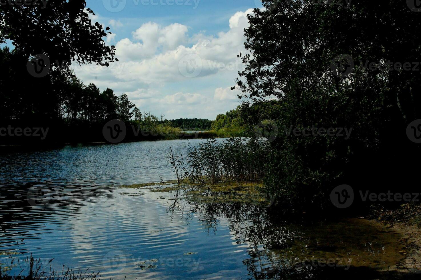 summer idyllic landscape with a lake under a blue sky on a warm sunny day photo