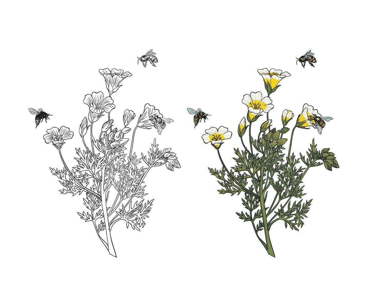 Meadow foam with bee vector illustration