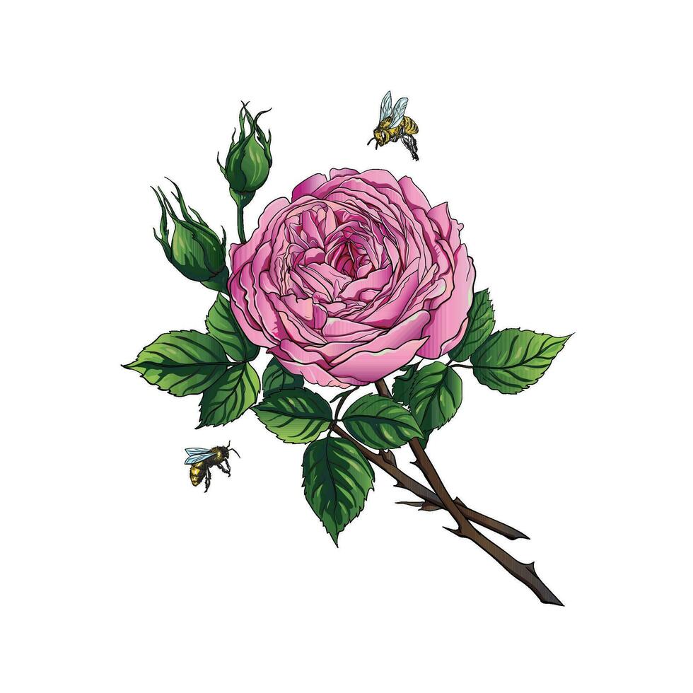 Pink rose with bee vector science illustration hand drawing style