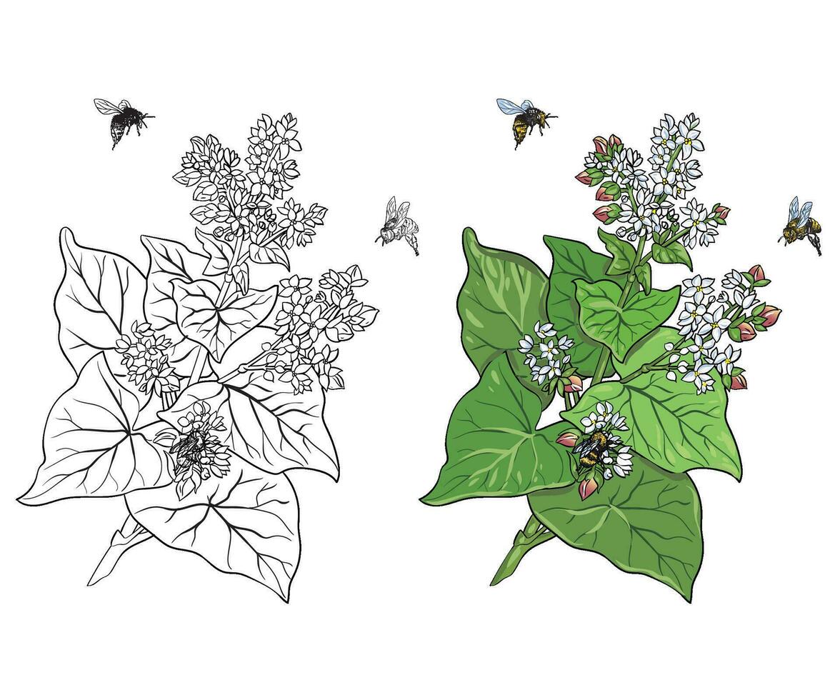 Buckwheat with bee vector botanical illustration hand drawing style