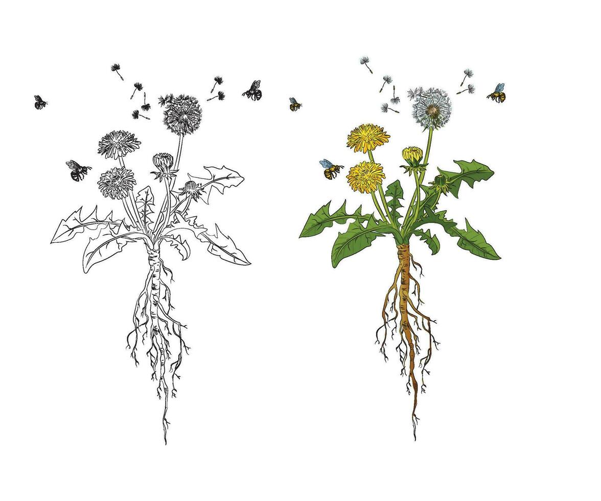 dandelion with bee vector botanical illustration