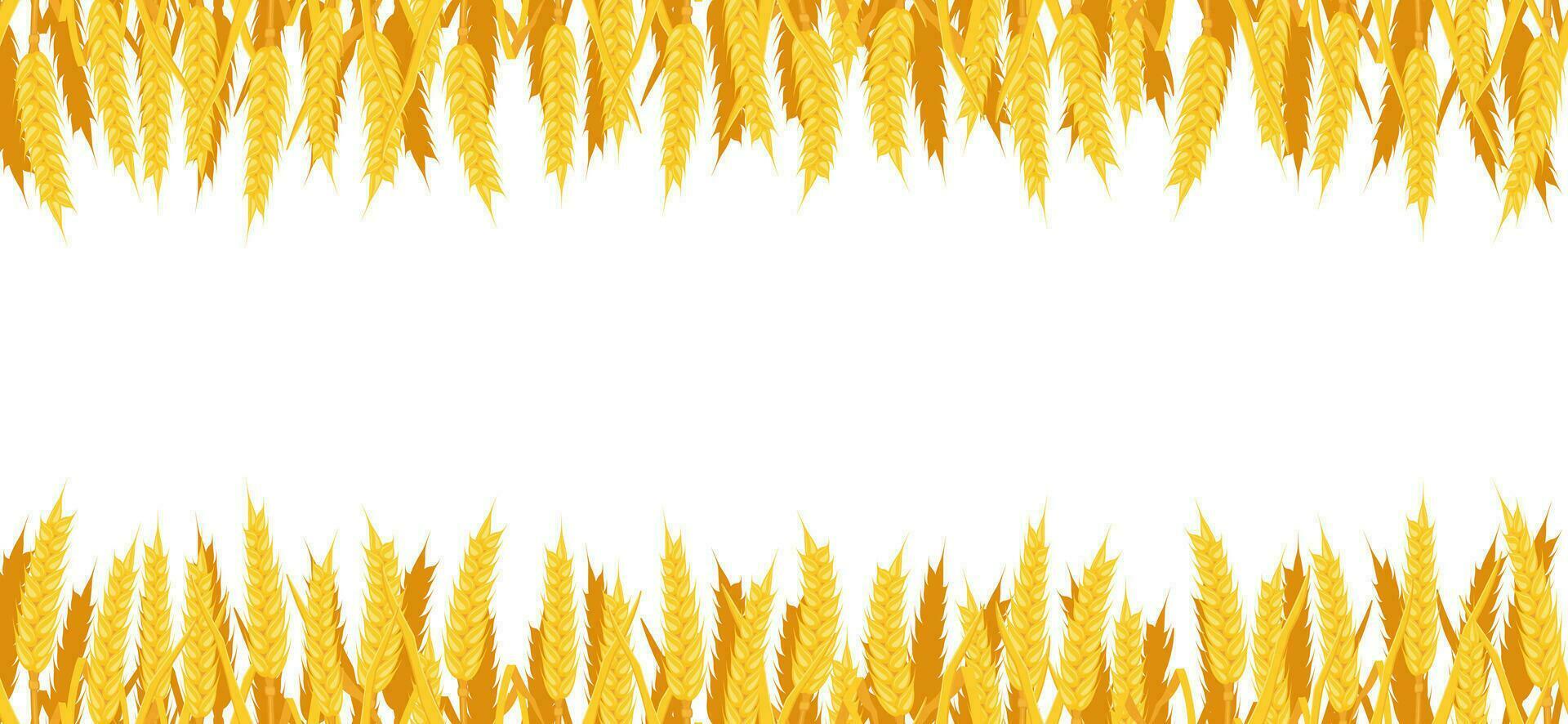Vector seamless background of wheat. Border with yellow spikes. Autumn frame with cereal vegetation