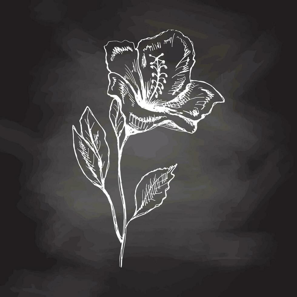 Hand drawn hibiscus sketch on chalkboard background. Monochrome flower doodle. Black and white vintage element. Vector sketch. Detailed retro style.