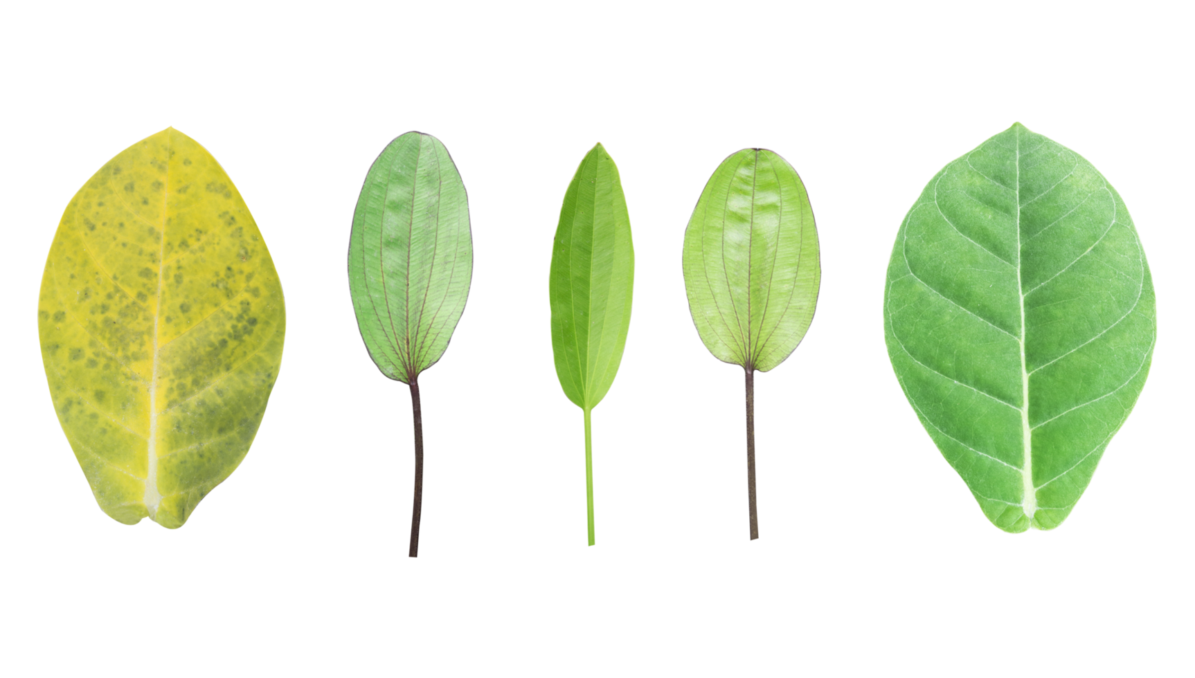 Set of some kind of leaves isolated, Green leaves isolated on transparent background, png