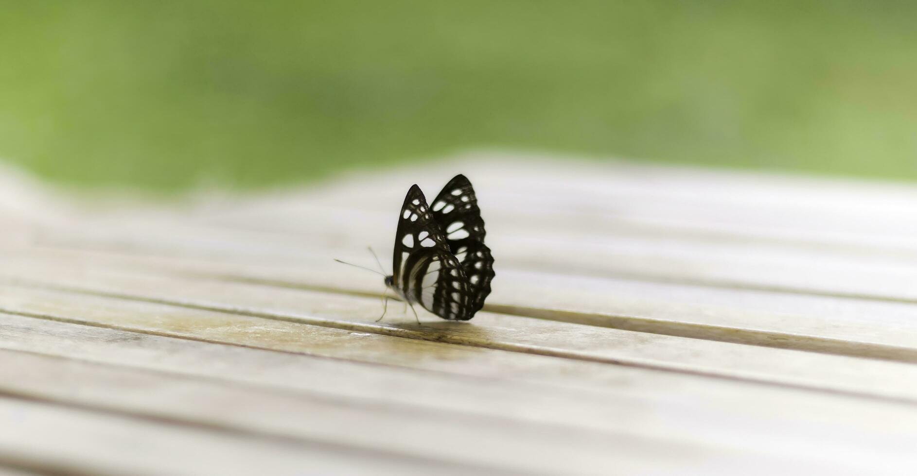 Close-up butterfly is a real beauty in nature. photo