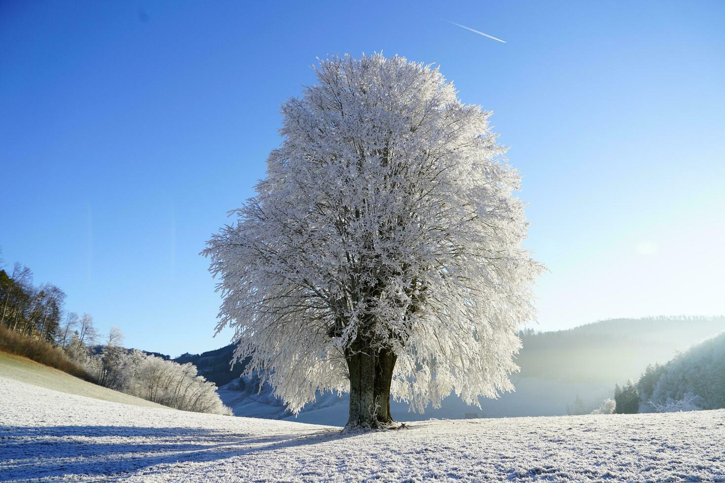 Tree, Winter landscape, Hoarfrost image photo