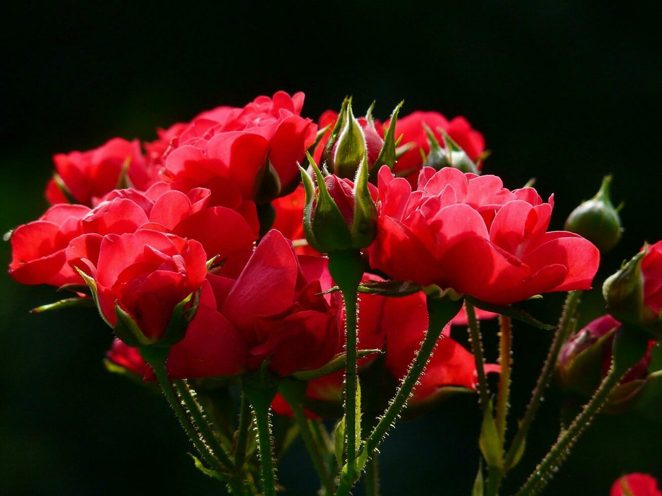 Flowers, Bud, Roses image photo