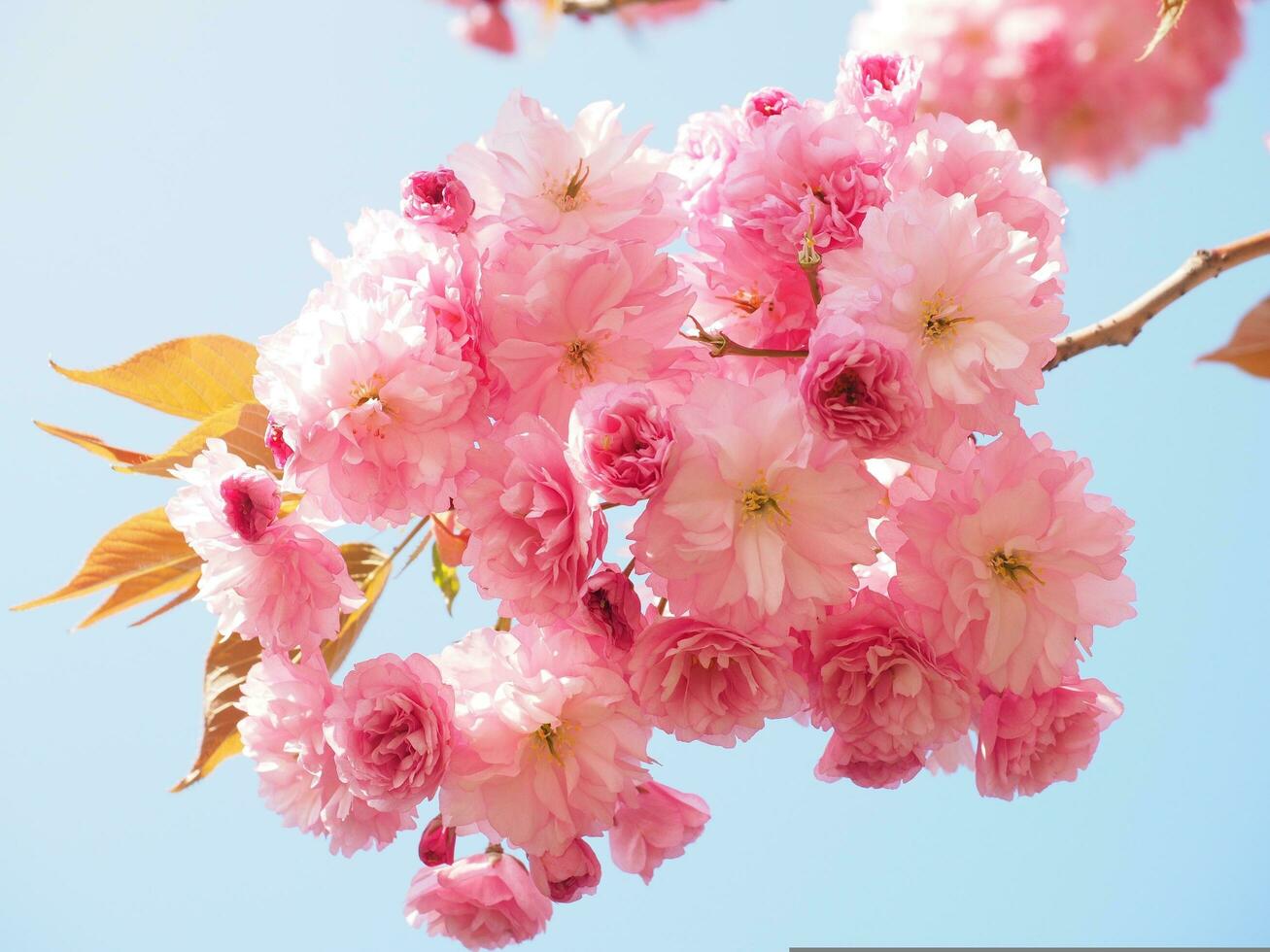 Cherry blossom, Japanese cherry, Smell image photo