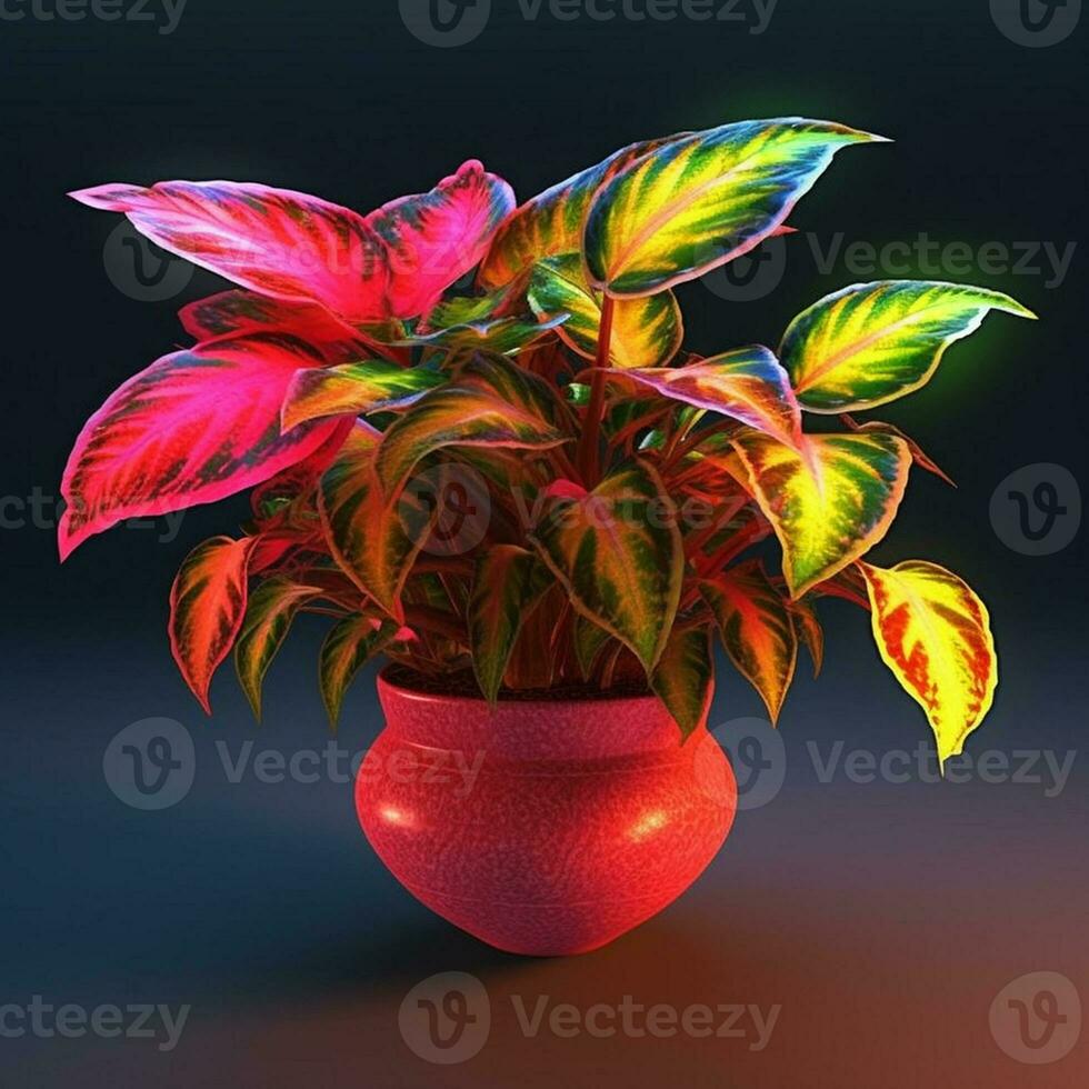 bright color ornamental plants in the pot photo
