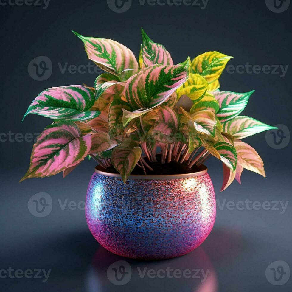 bright color ornamental plants in the pot photo