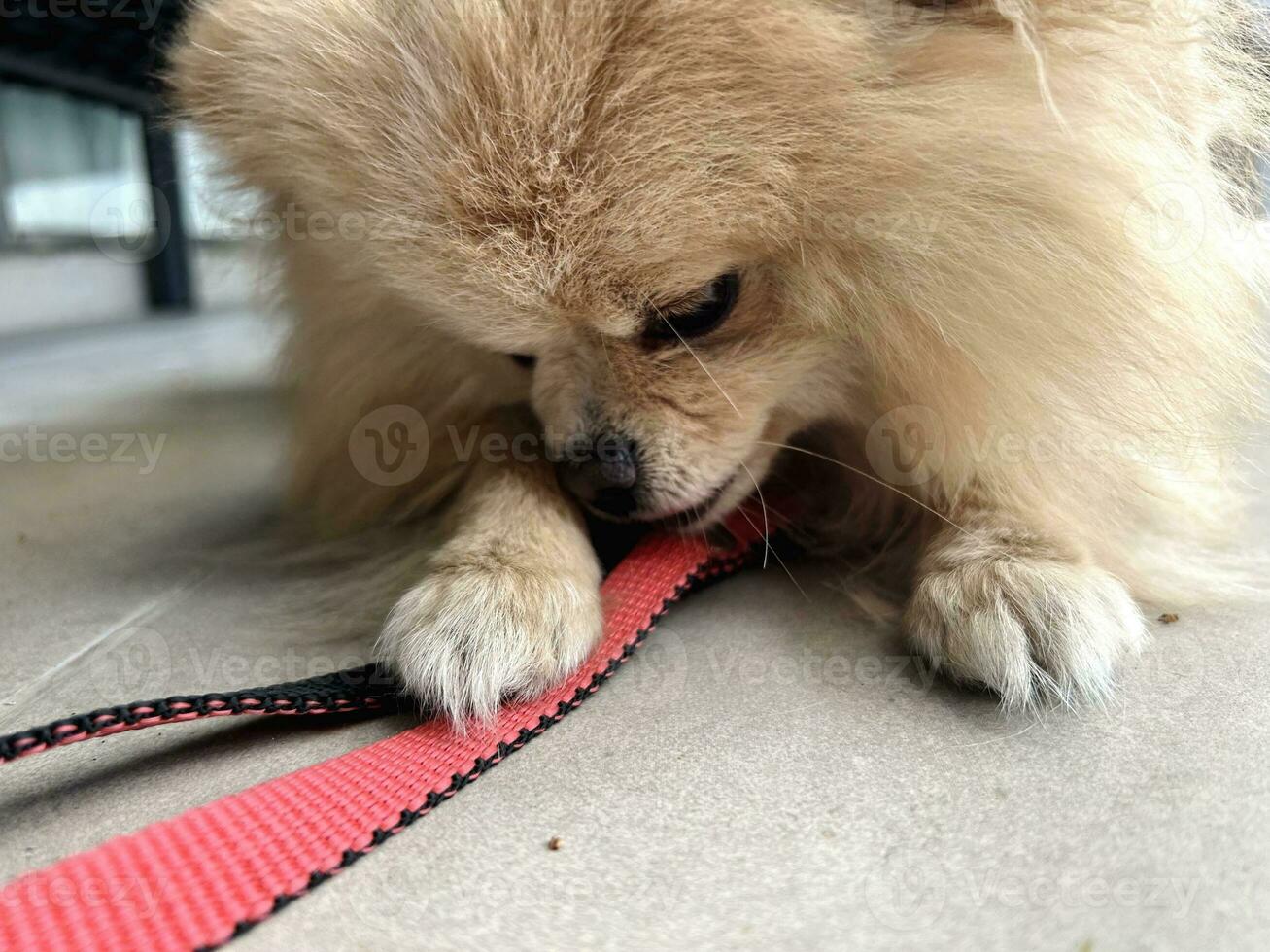 Little dog going to walk. Pomeranian Spitz lies on floor at home and looks at his red leash. Dog wants to go for walk. Walking with pet. Decorative dog peach color. photo