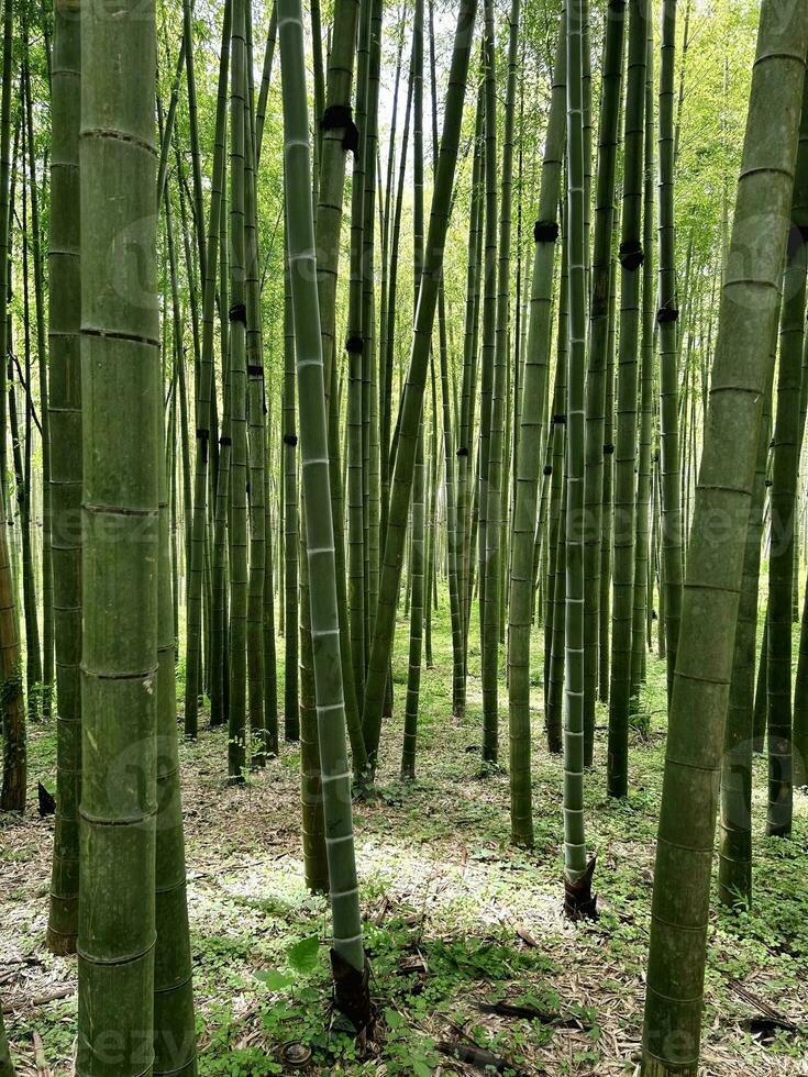 bambú bosque. natural antecedentes con verde bambú. natural bosque de bambú en Kioto. bambú bosque antecedentes. vertical composición. alto calidad foto