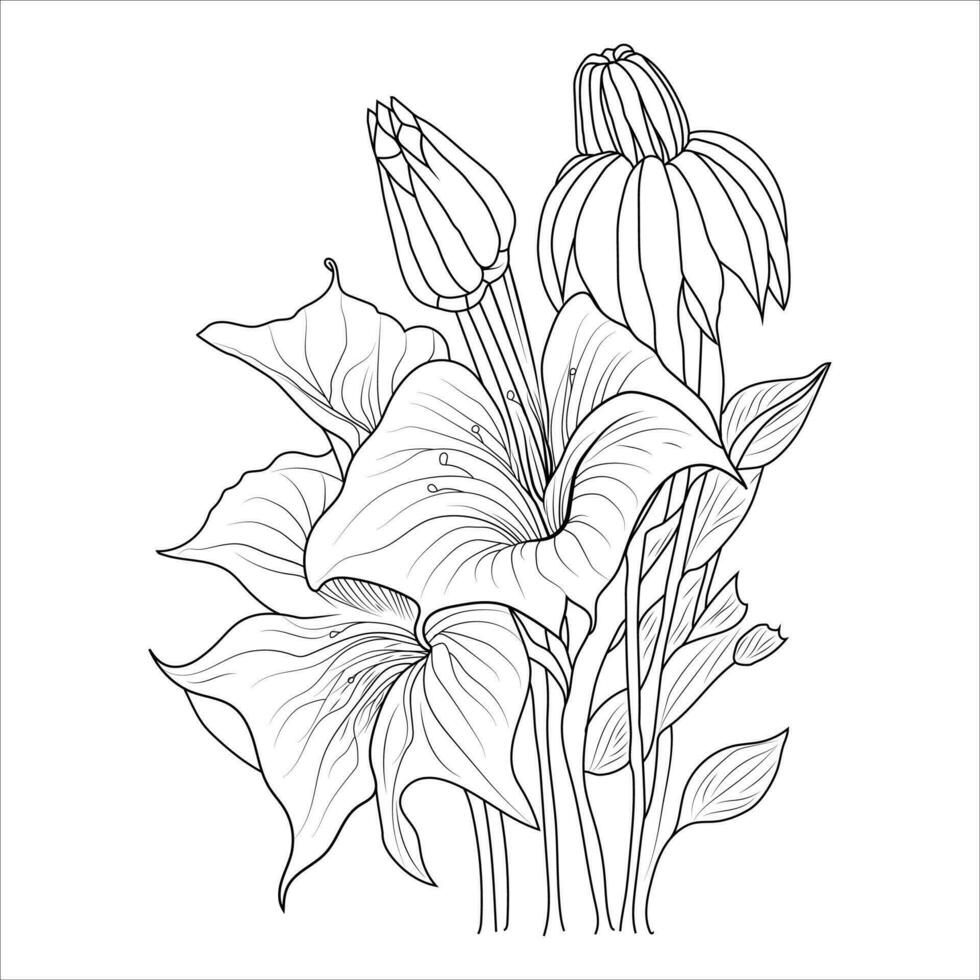 Lily flower vector drawing