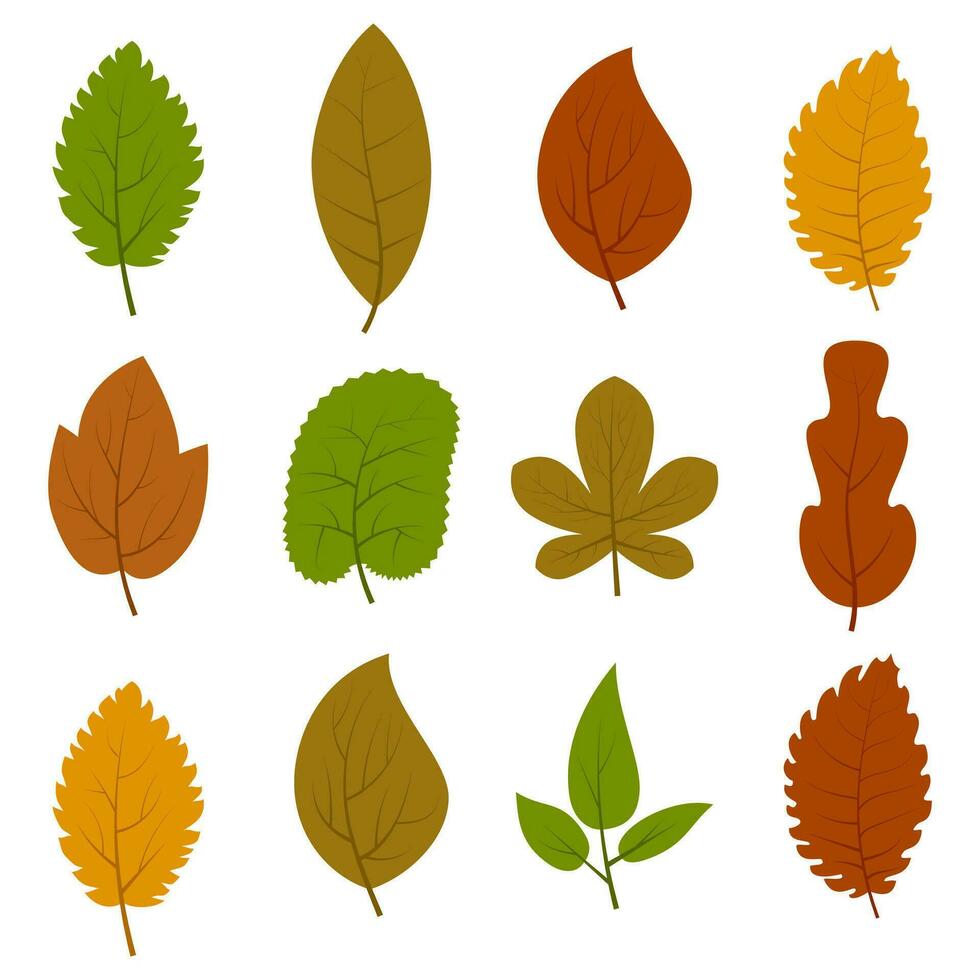 Set of twelve different autumn leaves isolated on white background. Vector illustration.