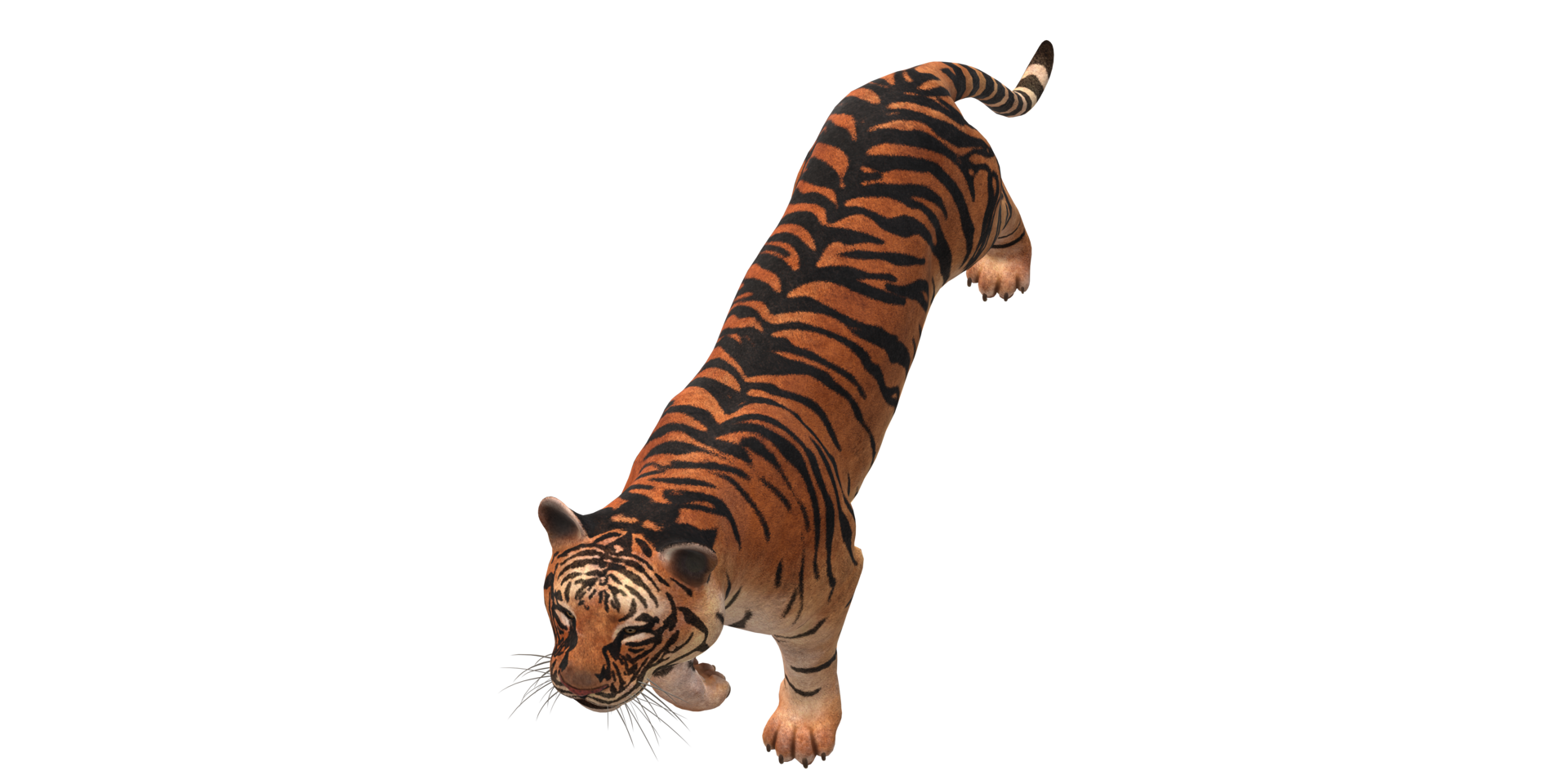 Tiger isolated on a Transparent Background png