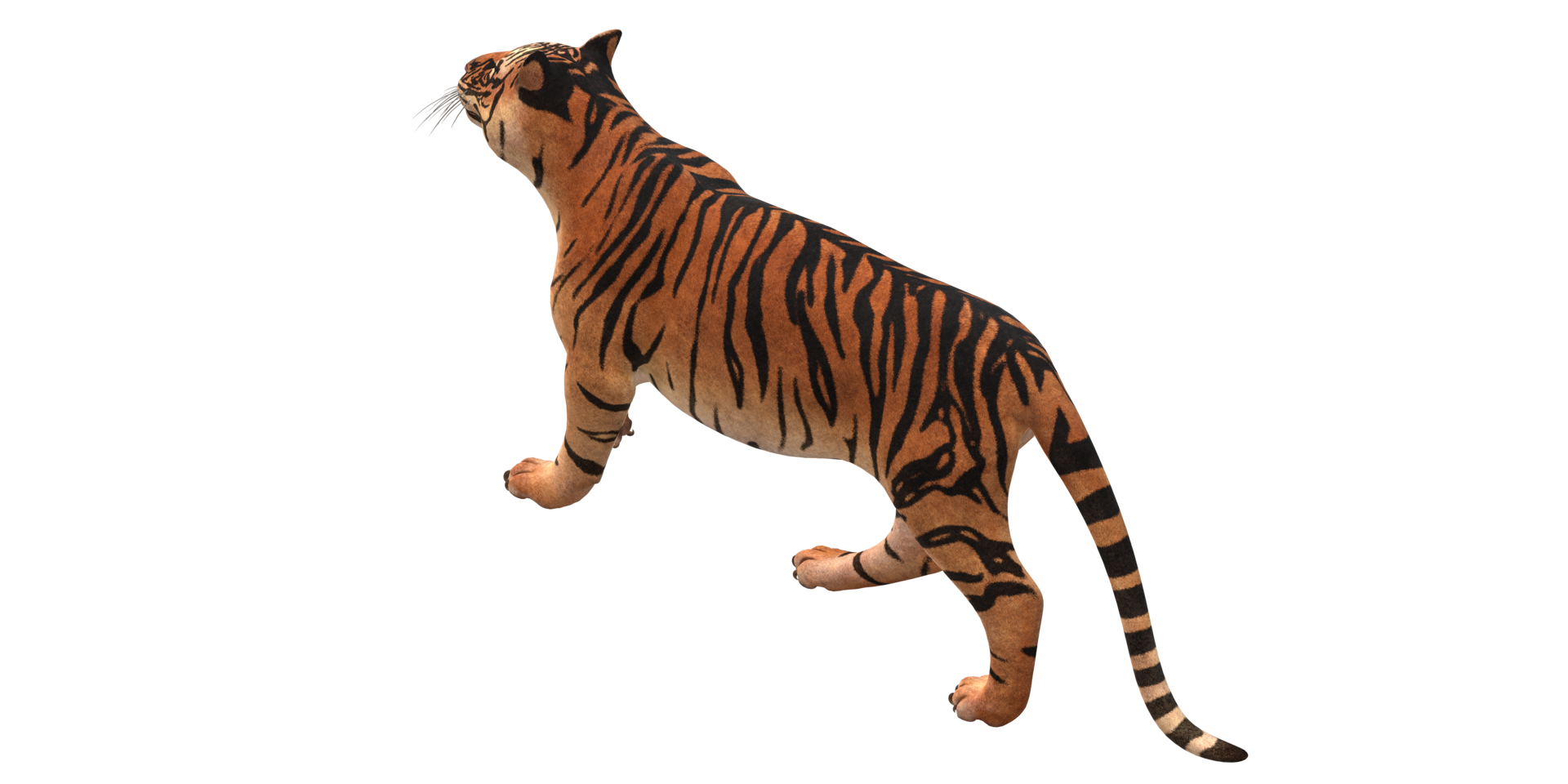Tiger isolated on a Transparent Background png