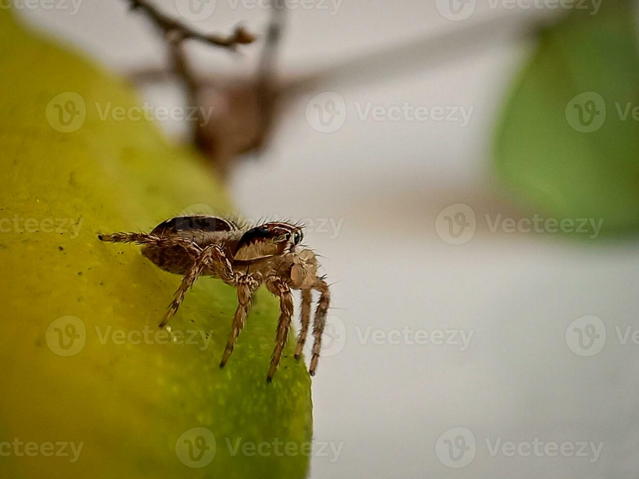 plexippus paykulli. pantropical saltando araña. foto