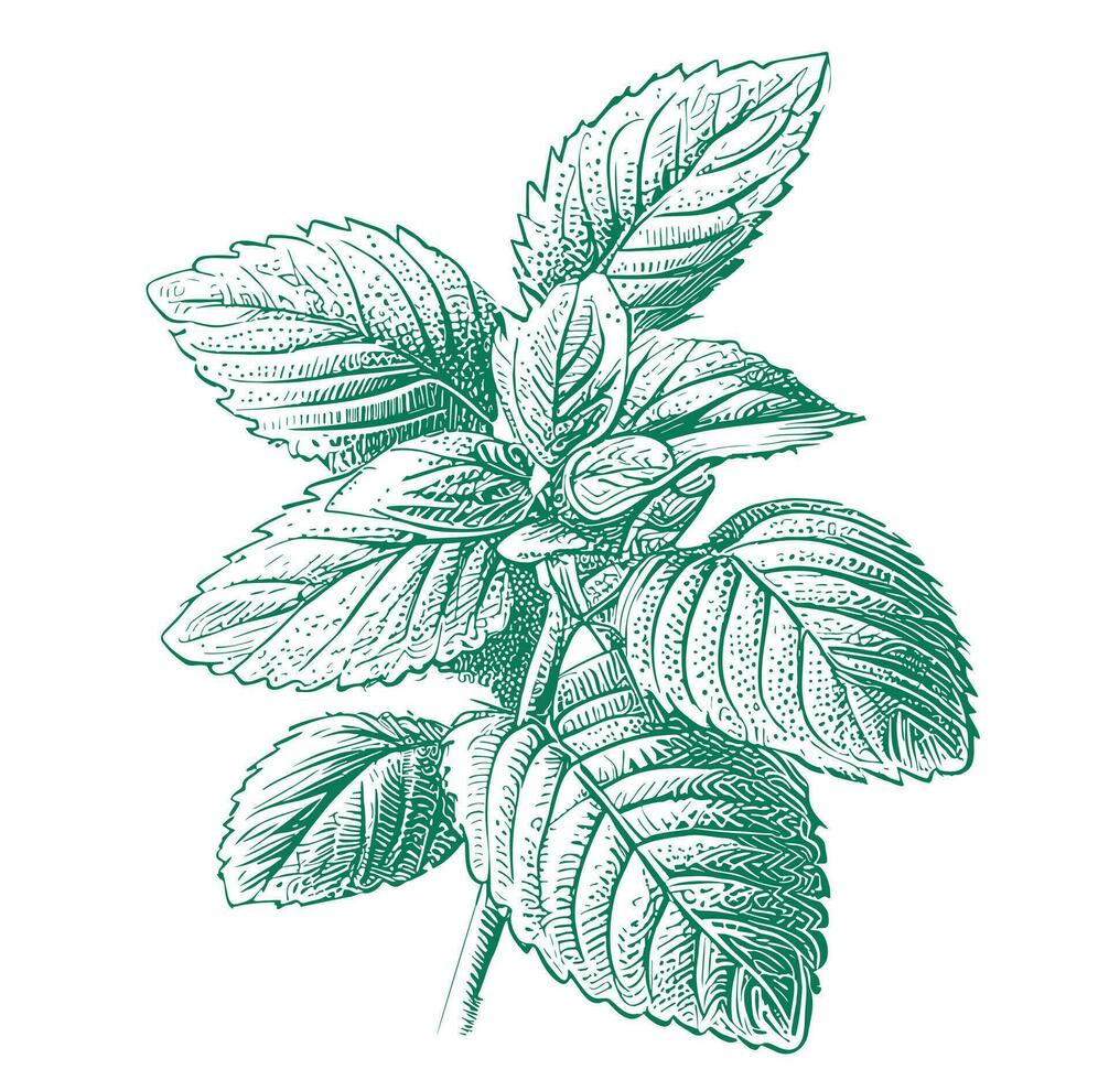 Mint leaf hand drawn sketch Vector illustration in doodle style