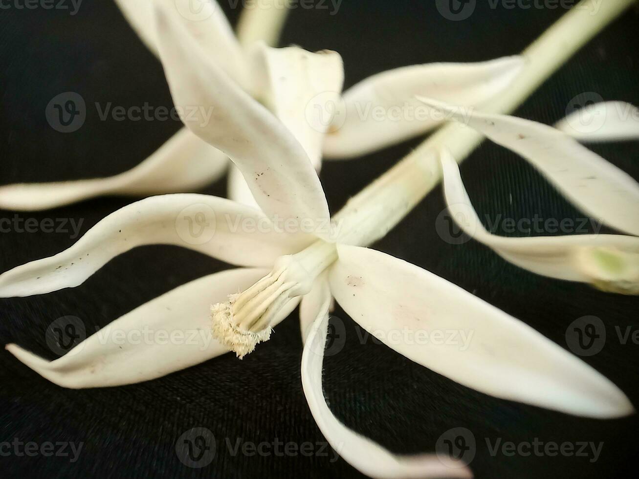 cerca arriba de kitolod flor o laurentia longiflora en un negro fondo, cuales tiene muchos salud beneficios, tal como superar inflamación o dolorido garganta. foto