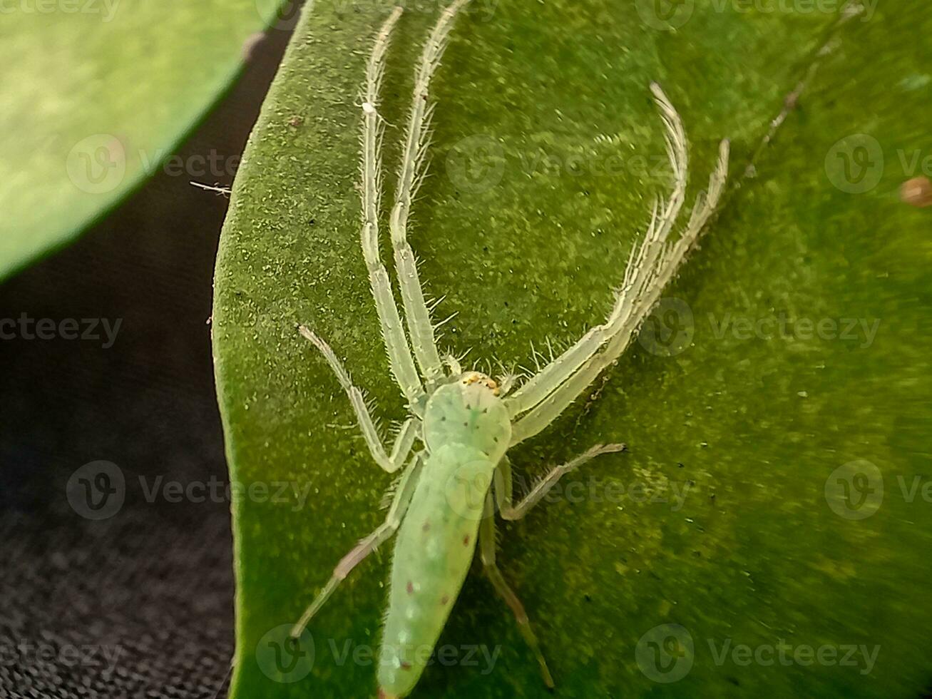 lisomanes viridis, comúnmente conocido como el magnolia verde saltador, es un especies de saltando araña de el género lisomanes foto