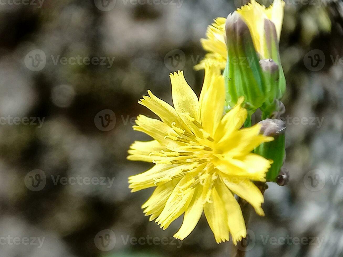 jovencita rosal japonés, comúnmente llamado jukut kamanilan, es un especies de floración planta en el asteraceae familia. foto