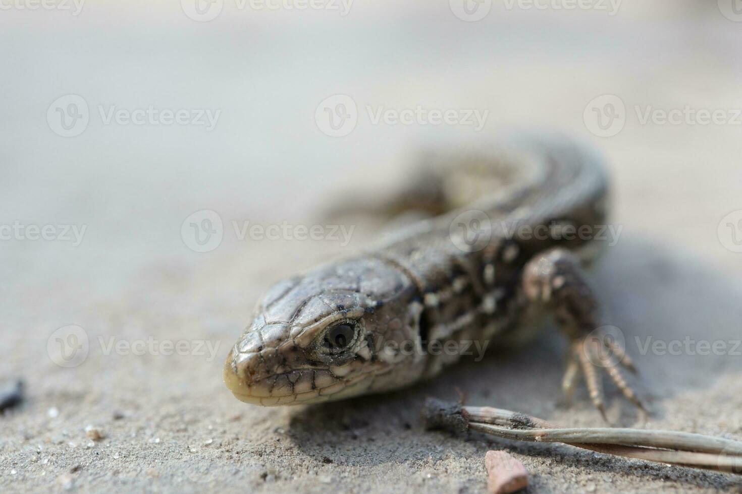 lizard in close-up in the forest, wild cute animal photo