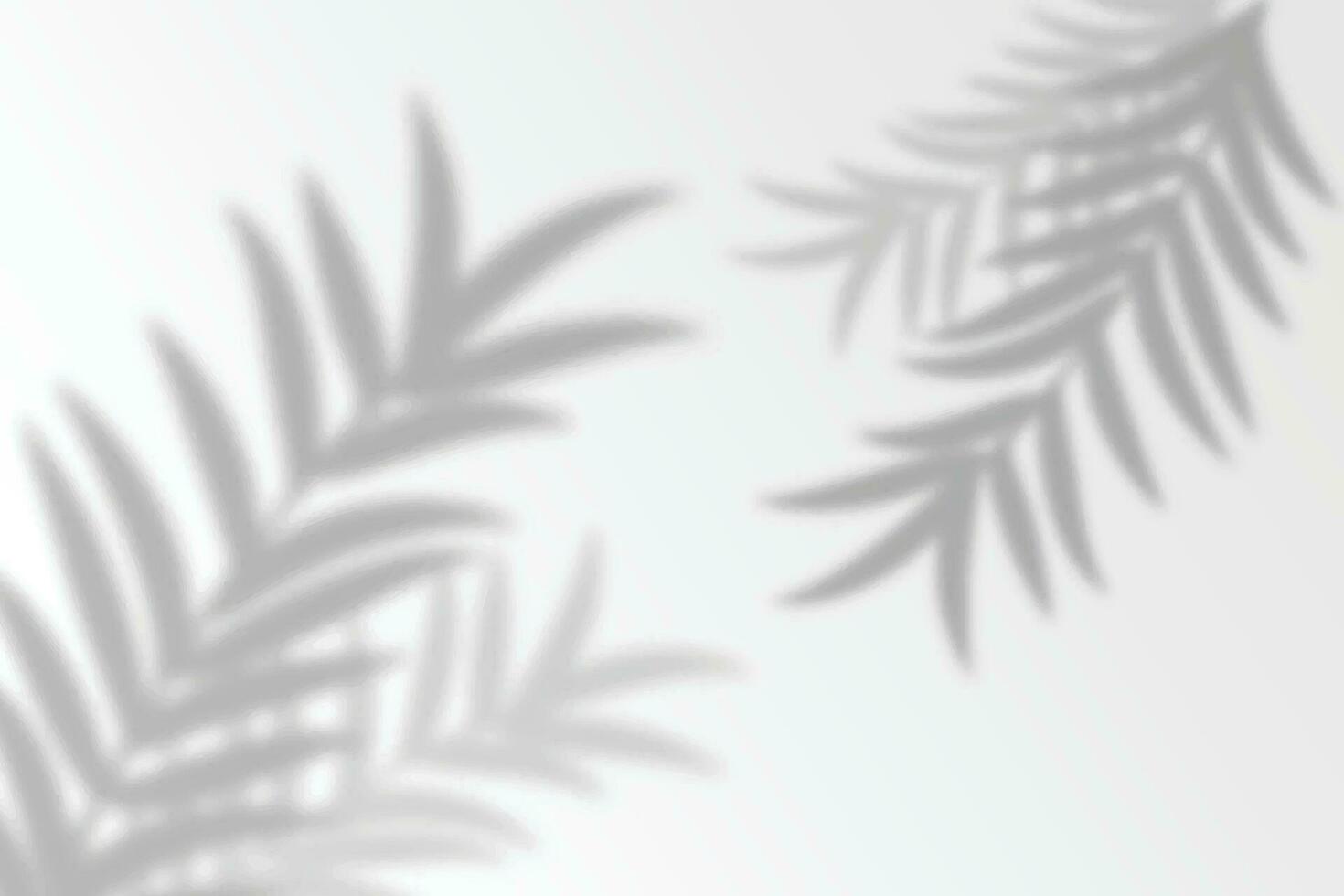 Realistic transparent shadow from a leaf of a palm tree on the white background. Tropical leaves shadow. Mockup with palm leaves shadow. Vector illustration EPS10