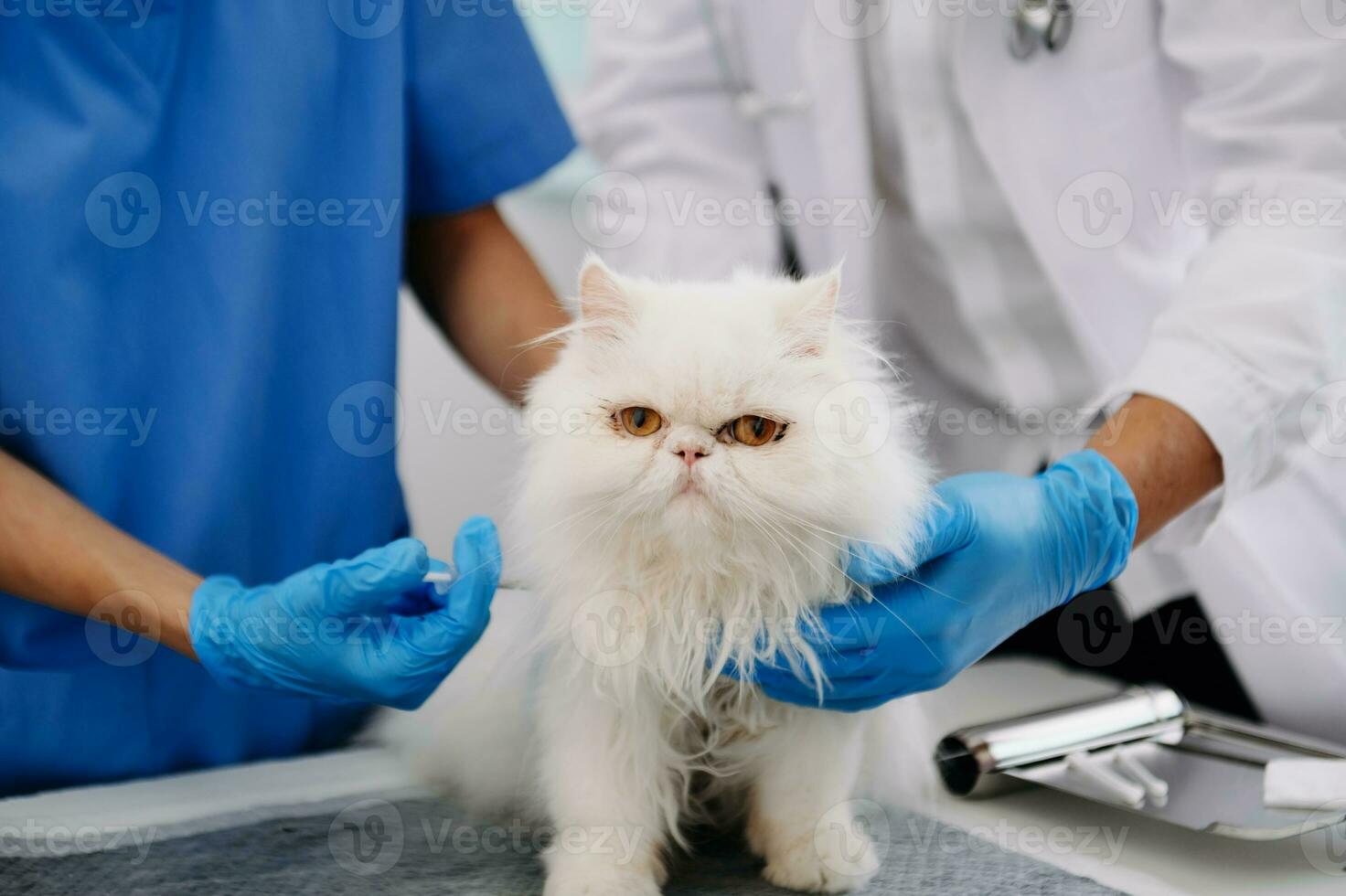 hembra veterinario médico utilizando estetoscopio para linda gatito y limpiar animal orejas en animal hospital o foto