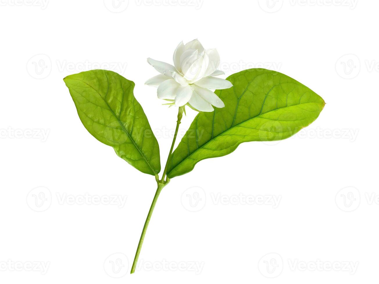 Single white flower of Grand Duke of Tuscany Arabian white jasmine Jasminum sambac aroma flora isolated white background cutout with clipping path photo