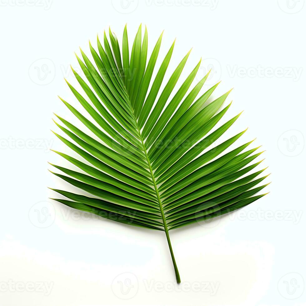 Commercial photography of Palm Leaf with studio lighting photo