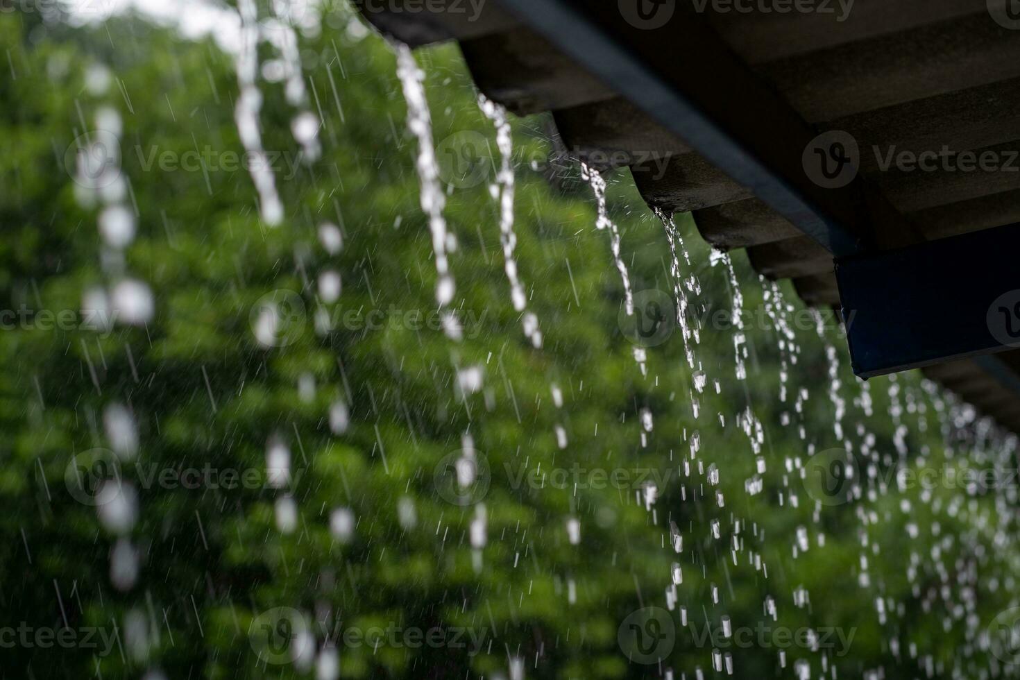 Raining day in a monsoon session photo