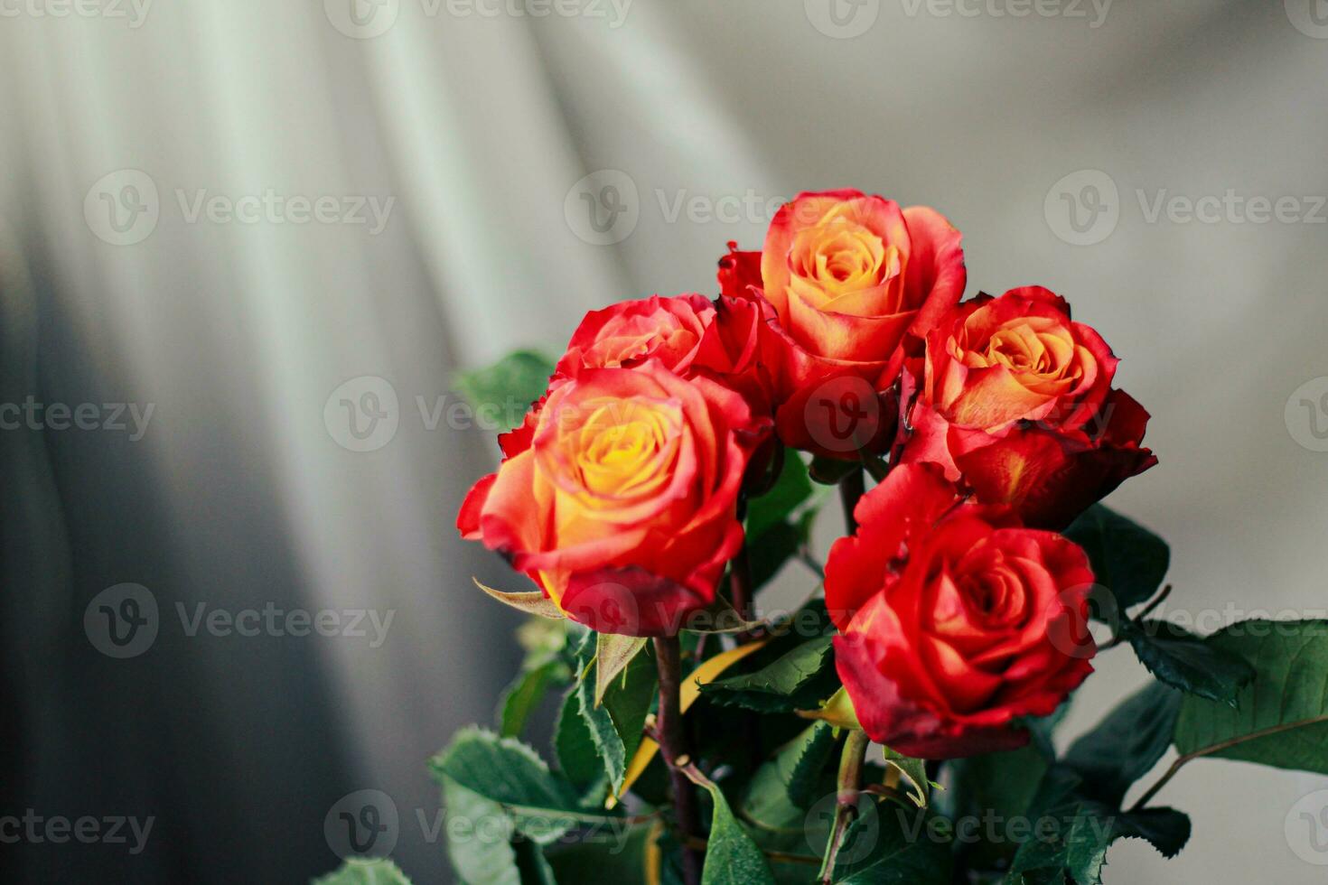 bouquet of scarlet roses holiday happiness photo