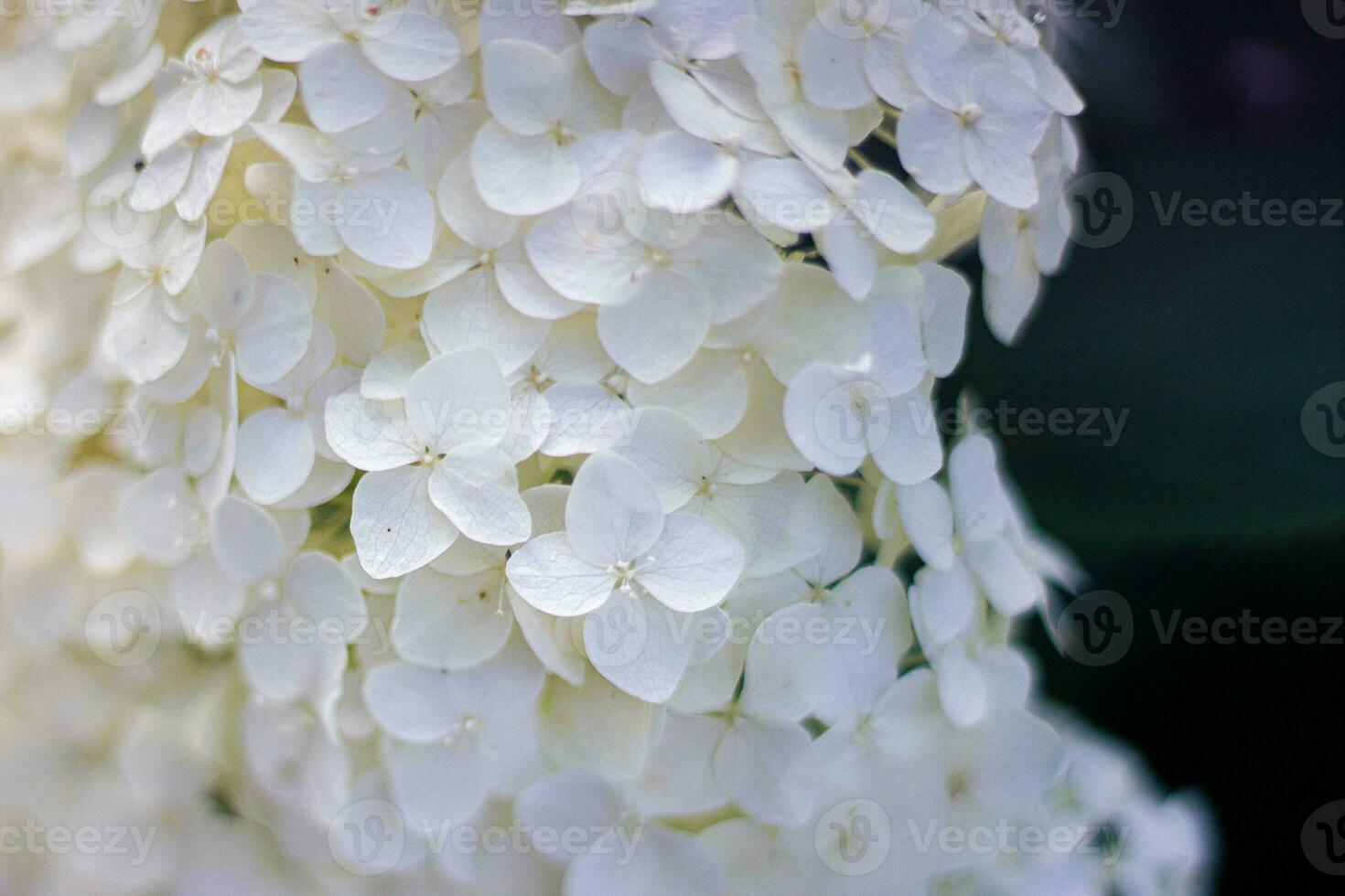 hortensia lente libre macro sin macro foto