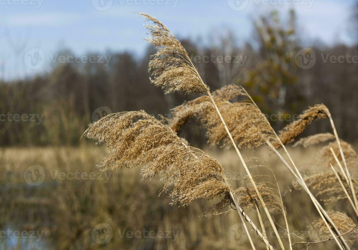 Tall dry grass on the background of a forest river. Bare trees and blue spring sky on a sunny day in the background. High quality photo